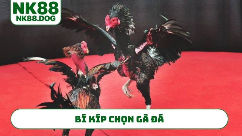 bi-kip-chon-ga-da