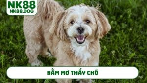nam-mo-thay-cho